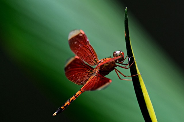 red dragonfly, dragonfly, insect
