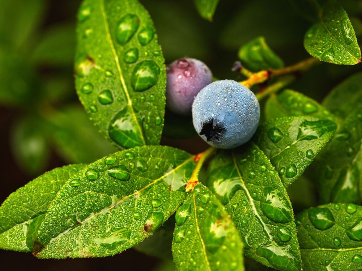 Why Are My Blueberry Leaves Curling? Causes and Solutions