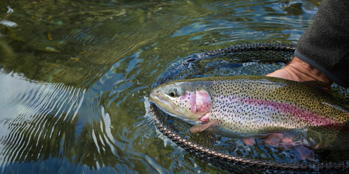 interesting animals in lake tahoe