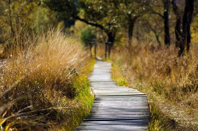 wood texture, wooden track, path,Bird Rookery Swamp Trail, Western Everglades, 