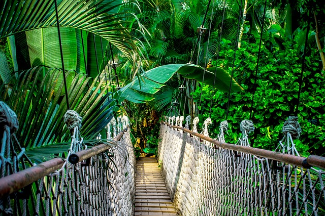 Fotografía: suspension bridge, rainforest, amazonía, brasil