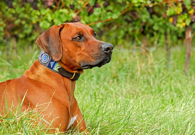 rhodesian ridgeback, dog, purebred dog