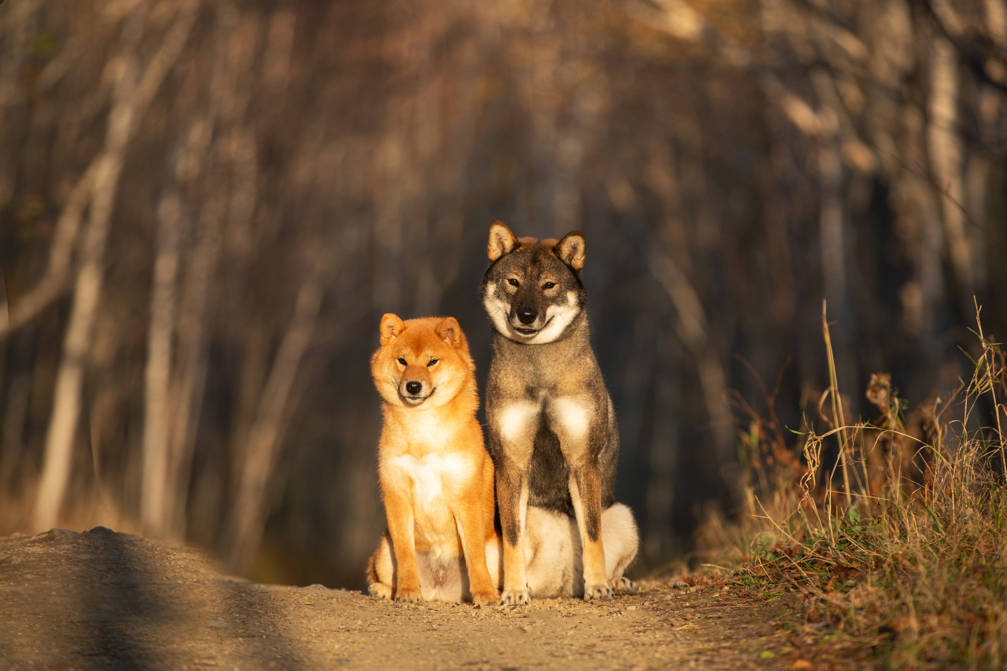 A Shikoku standing next to a Shiba Inu dog