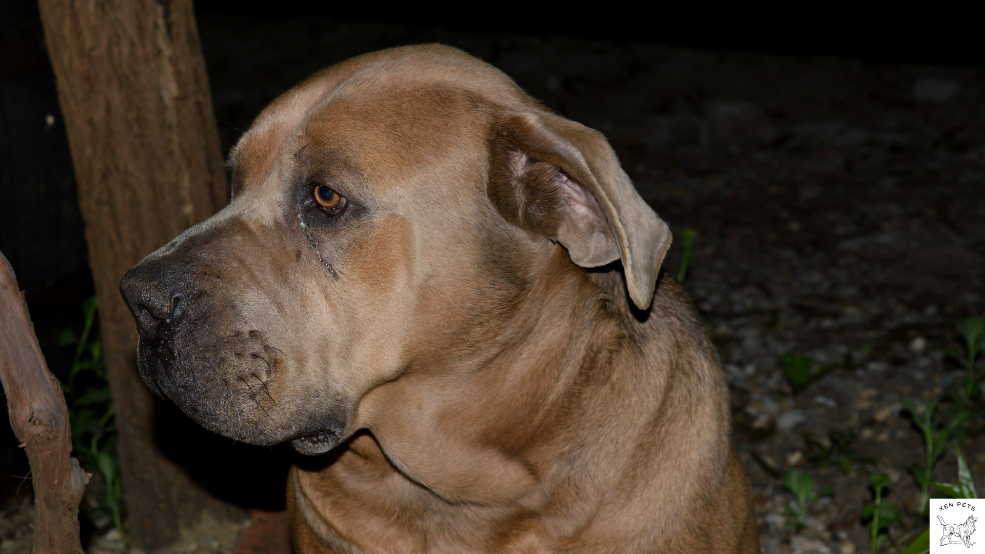 brown dog is alert at night