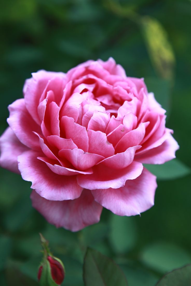 Pivoines herbacées