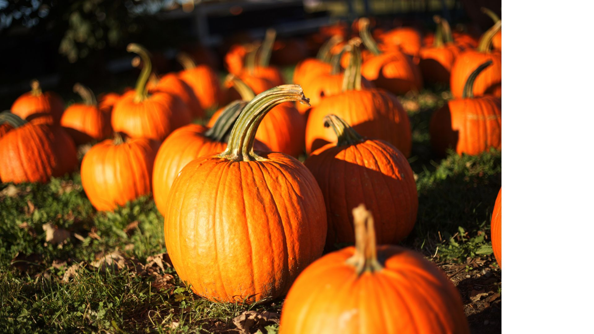 Pumpkin Fall Festival Ideas
