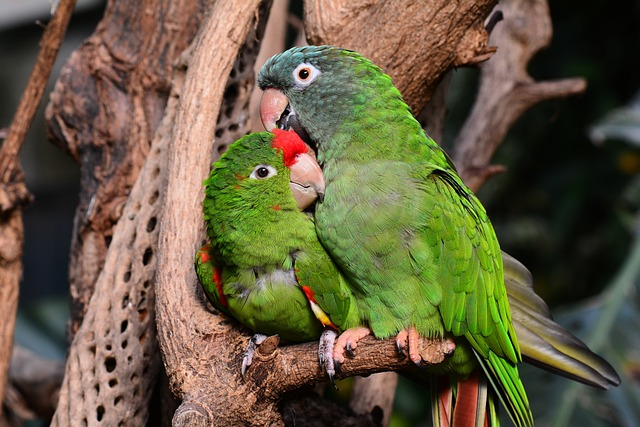 Parrot, Birds that start with R