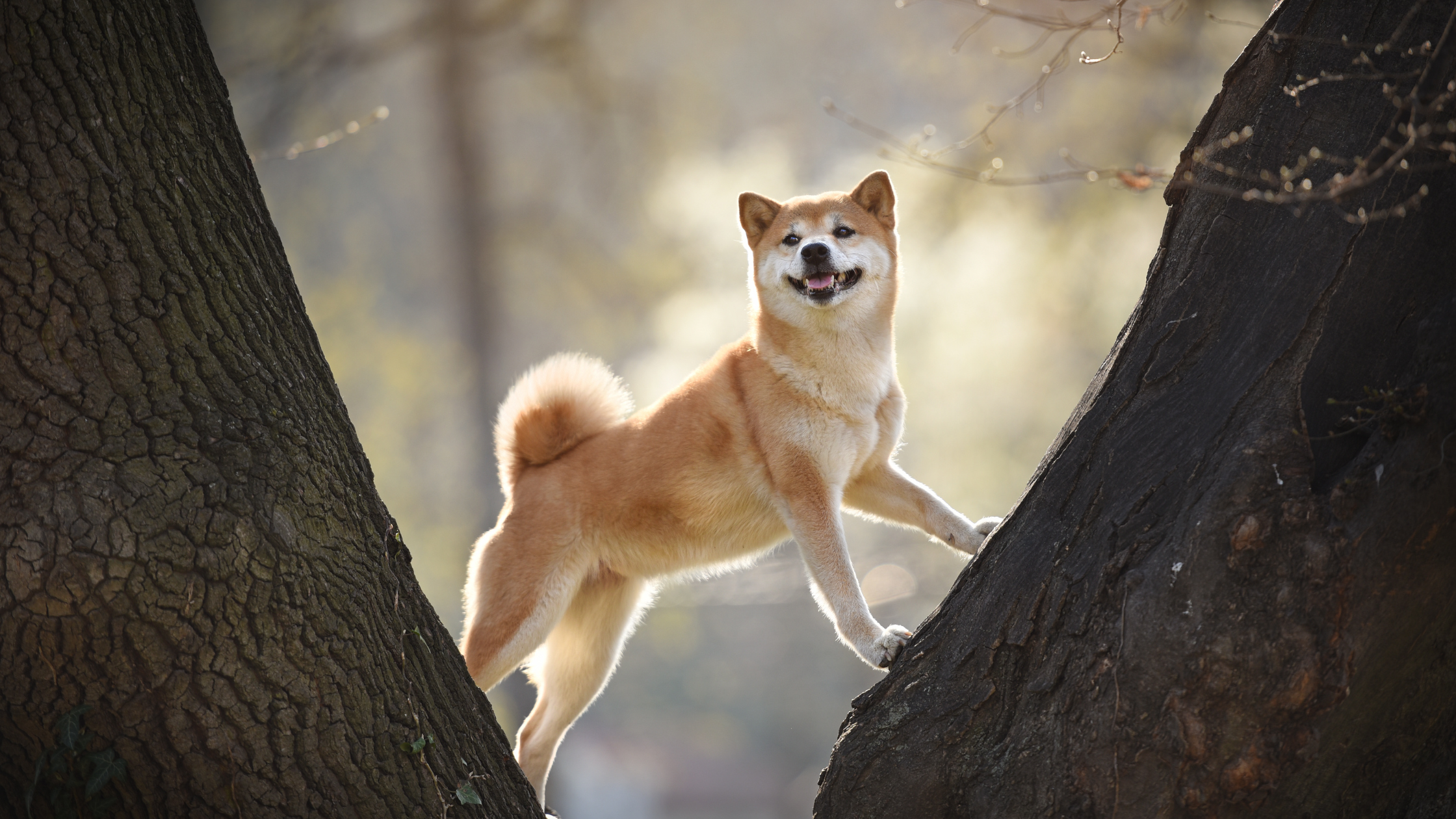 A Shiba standing between two trees