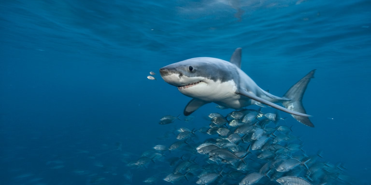 common deadliest animals in the ocean