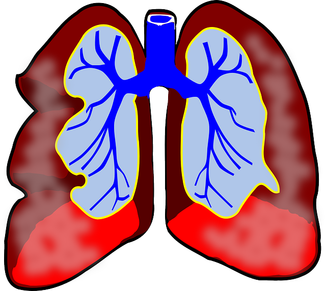A cartoon image of human lungs and respiratory system. 