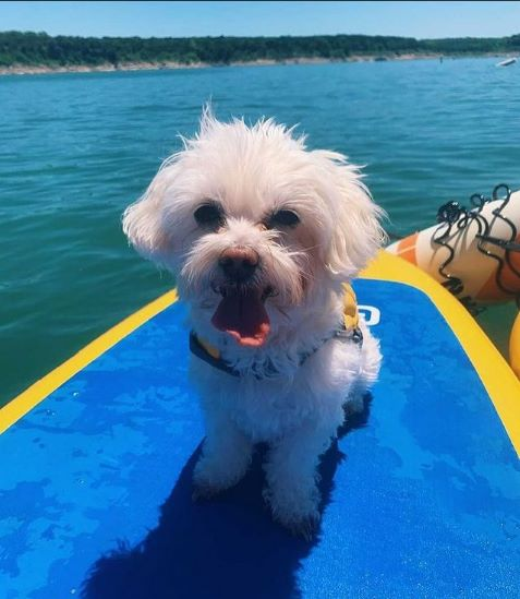 dog on a paddle board