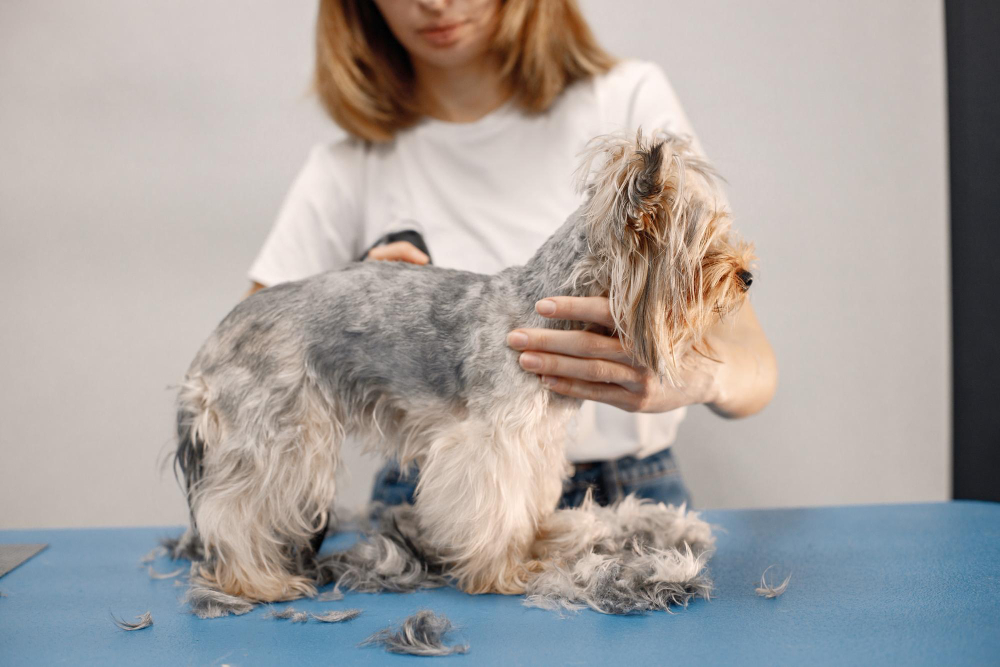 Furminator hotsell yorkshire terrier