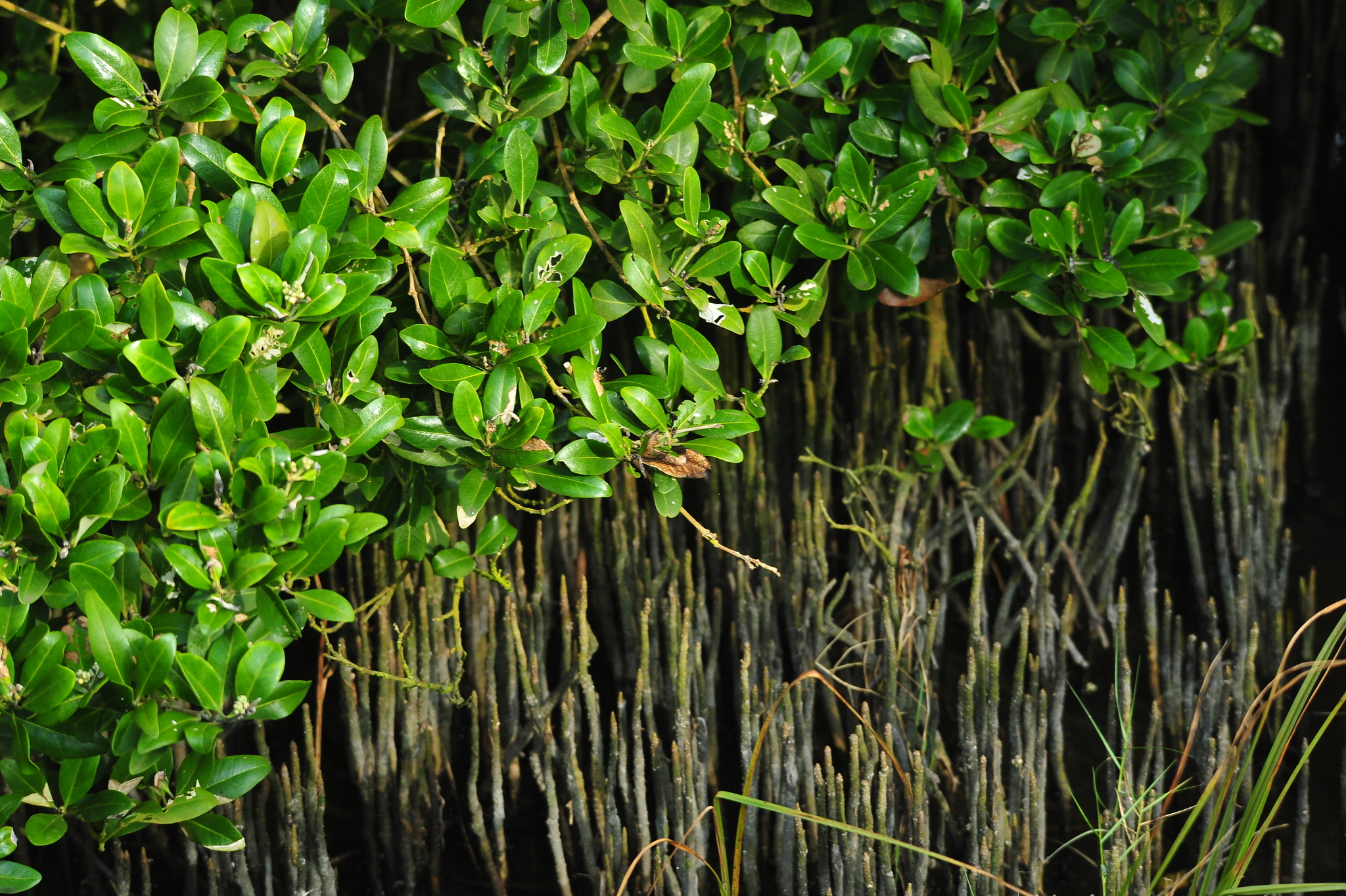 black mangroves, mangroves