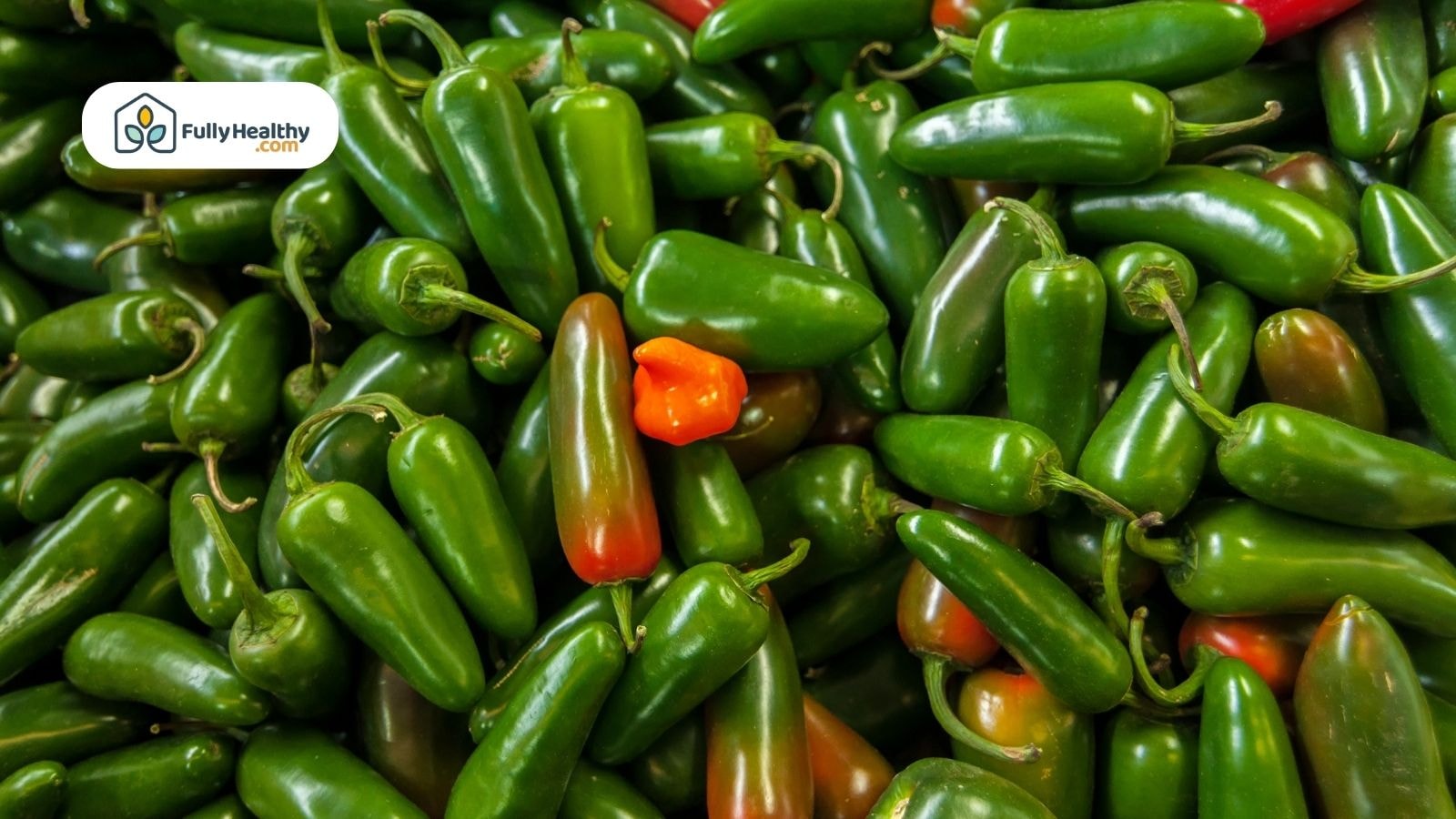 Large pile of fresh jalapeños with single red pepper