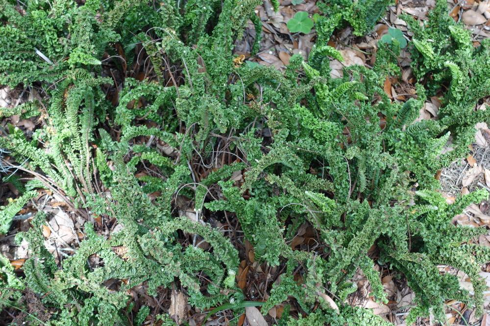 pest and diseases, Curly Boston Fern