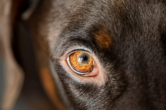 dog, eye, head