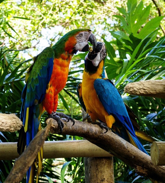 ¿Por qué Cartagena es uno de los destinos más encantadores del Caribe? 4 cartagena, nature, colombia, caribbean, parrot, era, animal, bird