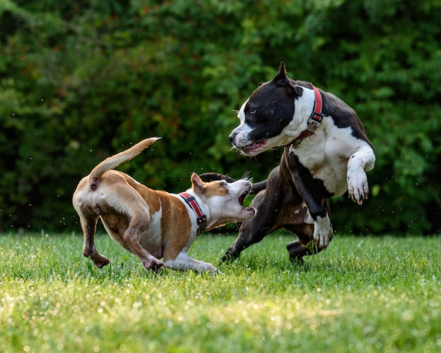Two Short Coated Brown And Black Dogs Playing