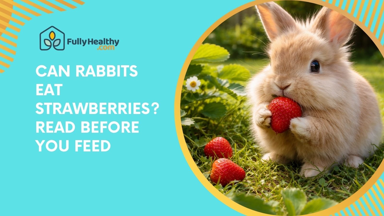 Can Rabbits Eat Strawberries? Read Before You Feed