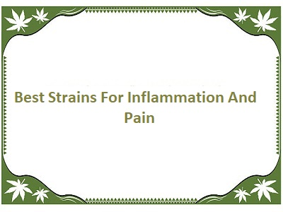 Best Strains for Inflammation and Pain