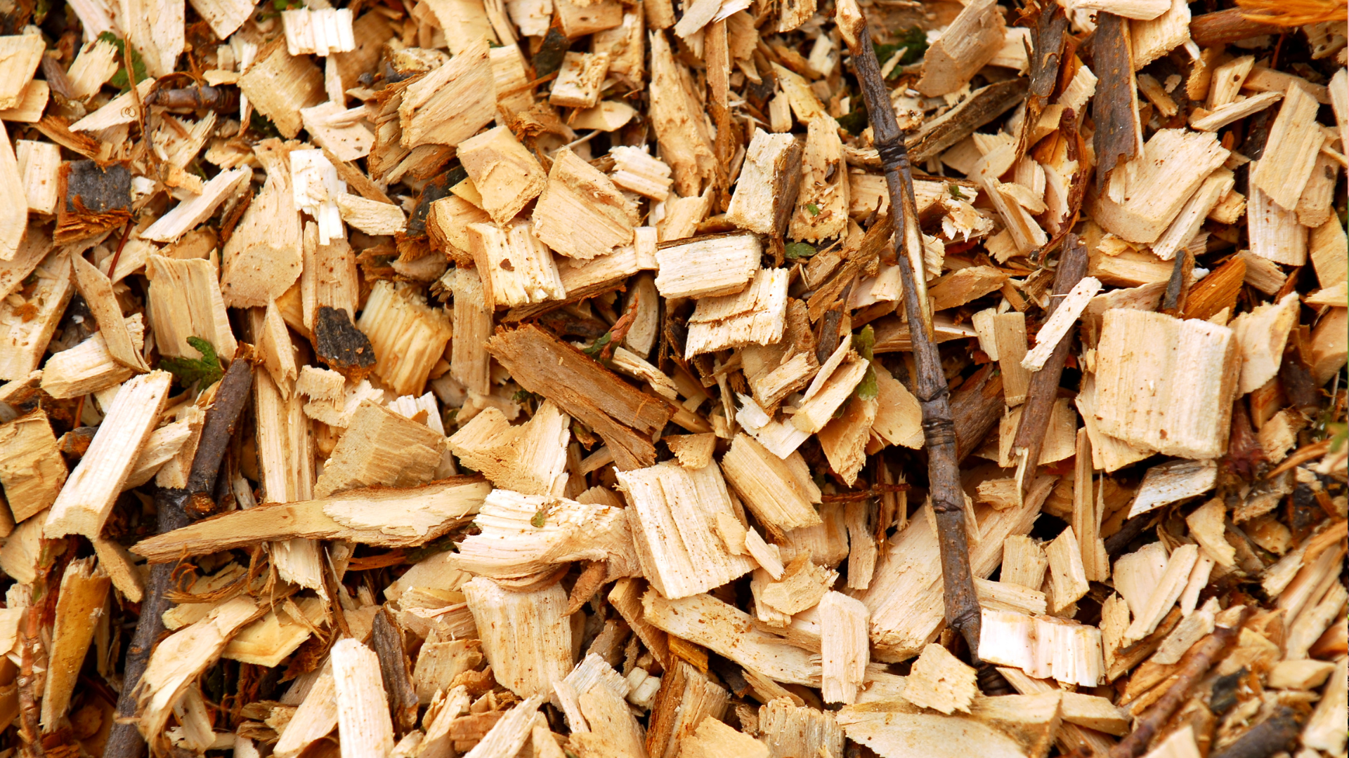 Pine wood chips, from a chipped tree or a ground tree stump.