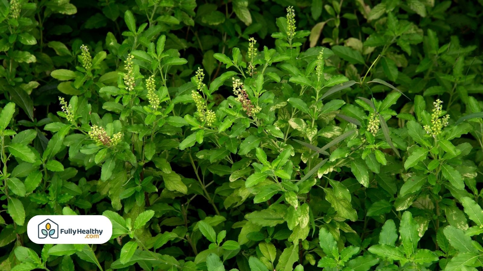 Thriving basil plants with small flower buds in a green garden bed
