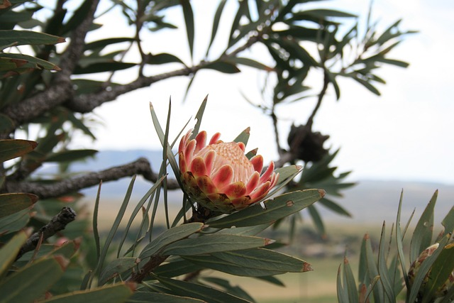 flower, flora, plant, protea eximia, south africa's natonal flower