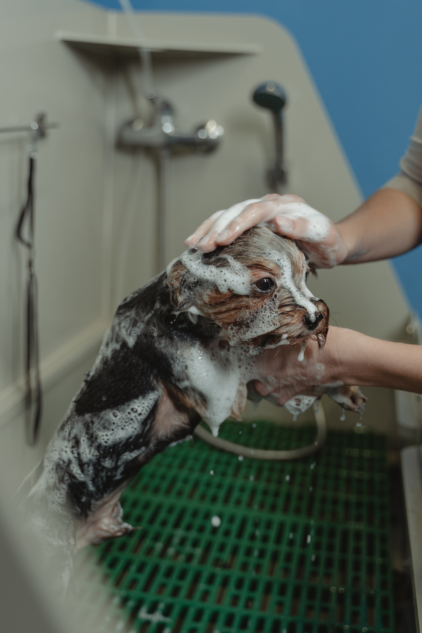 dog being washed