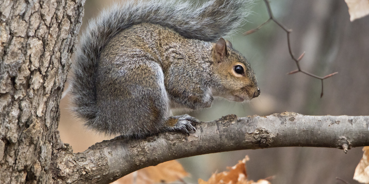 13 Interesting Animals In Kentucky