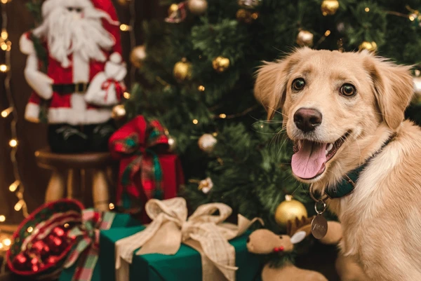 Holiday Decorations and Your Dog