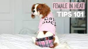 FEMALE DOG IN HEAT | TIPS 101 | What to do | Herky the Cavalier - YouTube