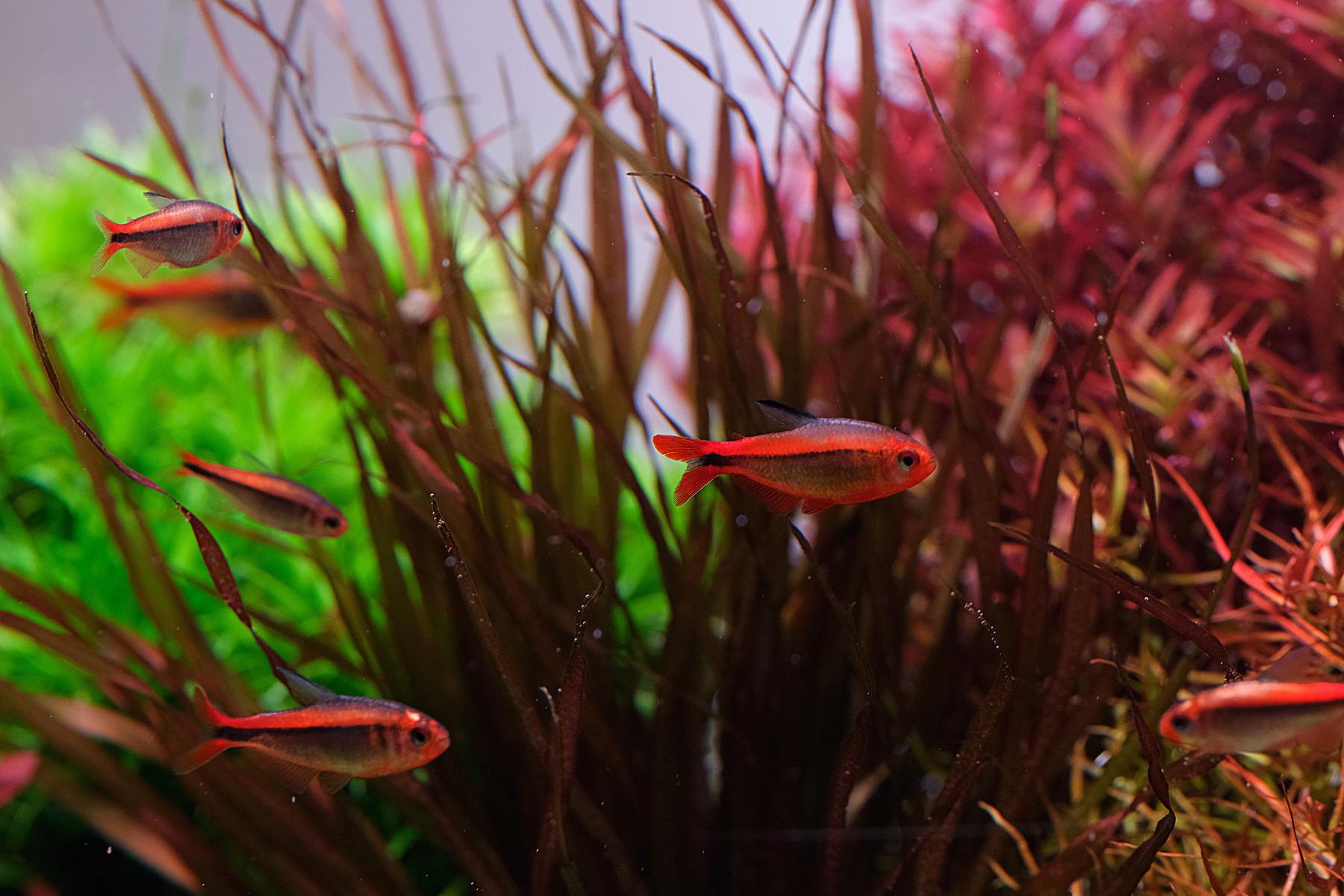 A small school of Hyphessobrycon Myrmex fish against red plants