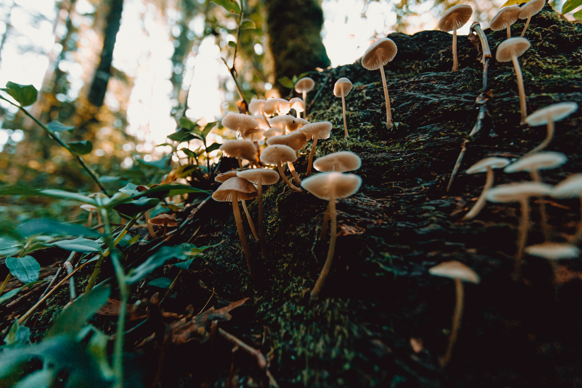 Buy magic mushrooms online, dried mushrooms, psilocybin mushrooms, British Columbia, Vancouver Island
