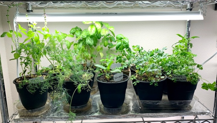 Benefits of Growing Herbs Indoors 