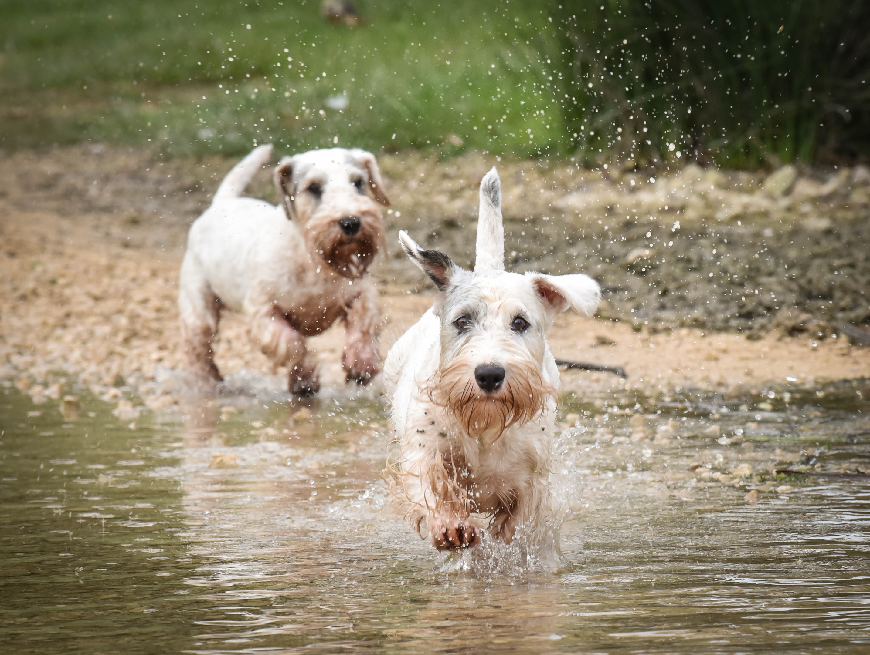 Two adult Sealyhams running through a creek