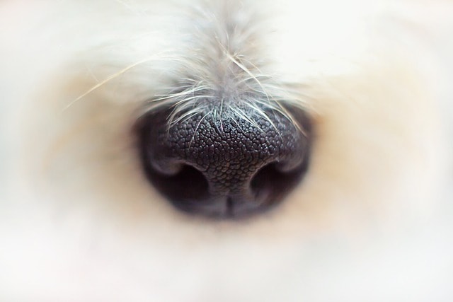 nose, animal, pet, dog, fur, macro, details, nose, nose, dog, dog, dog, dog, dog