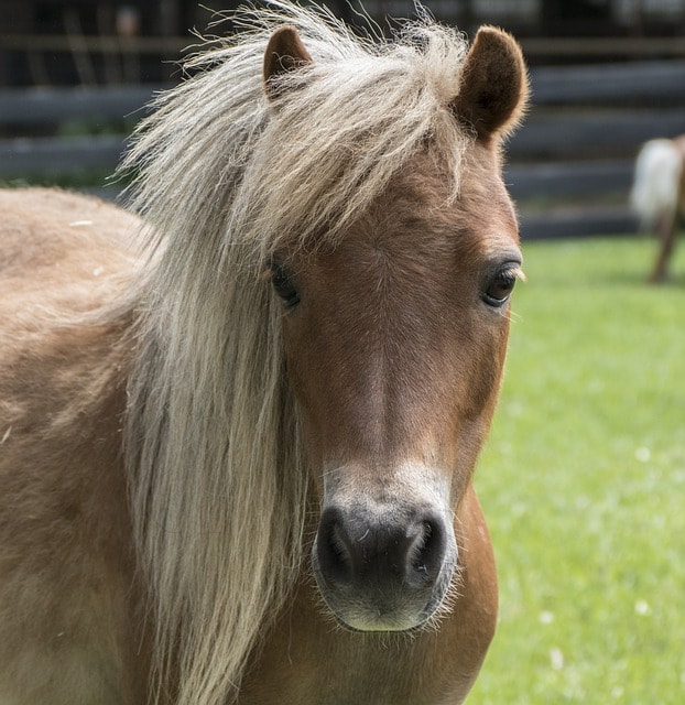 miniature horse, horse, mini