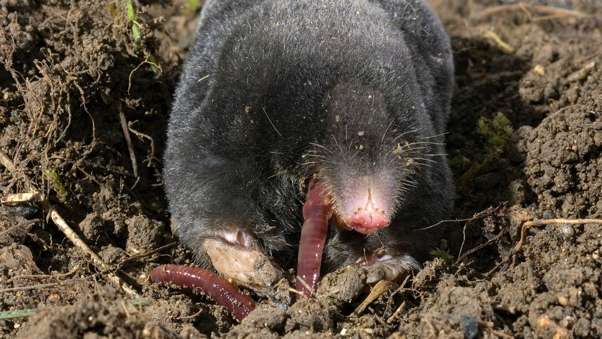 An image of a mole eating an earthworm.