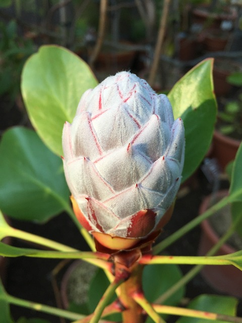 protea cynaroides, south africa, madiba protea