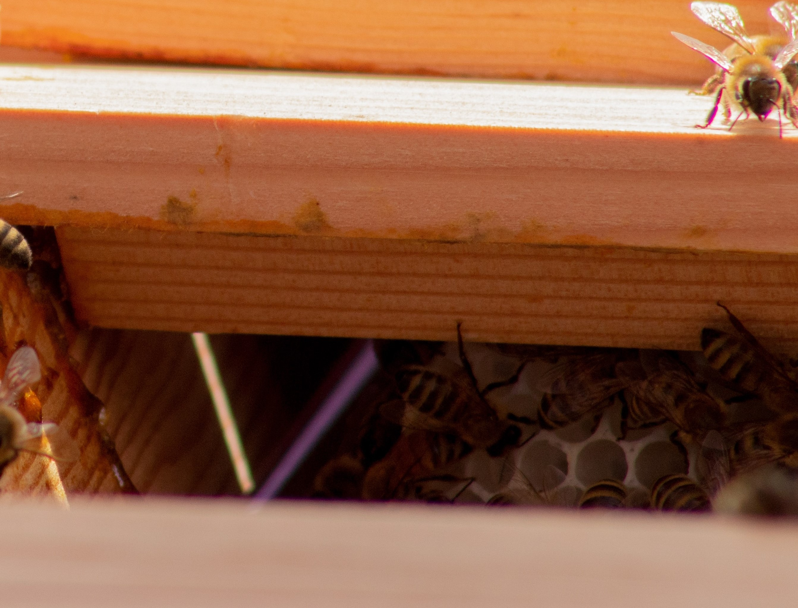Forming a festooning position allows for more heat regulation inside the hives