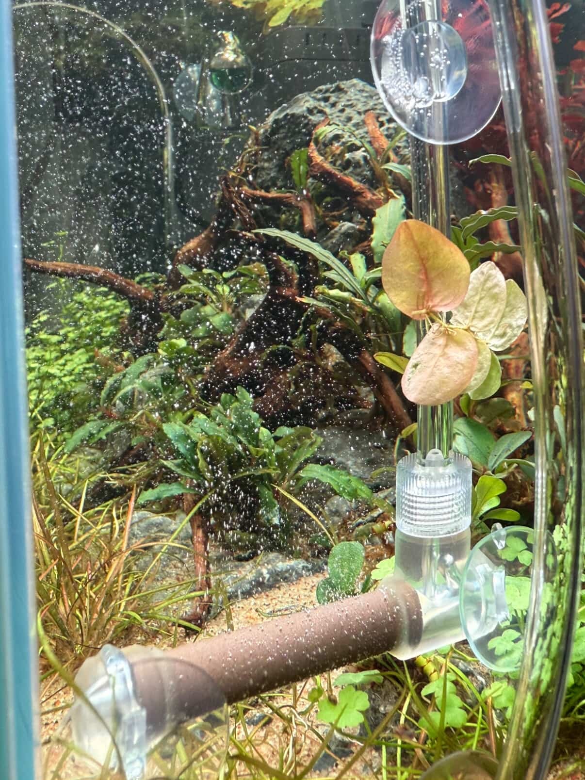 CO2 can reduce the stress caused by pH fluctuations, helping sensitive plants establish faster