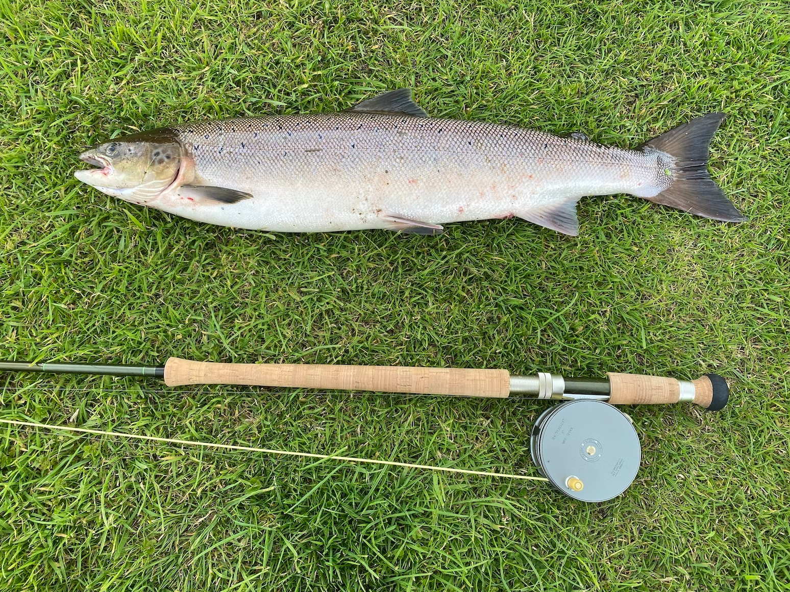 Salmon Fish
