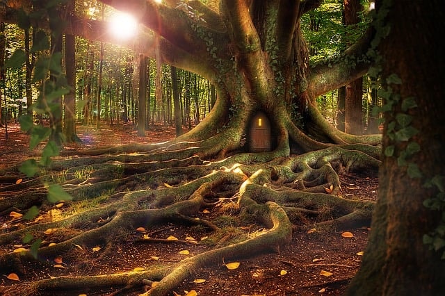 A fantasy forest.