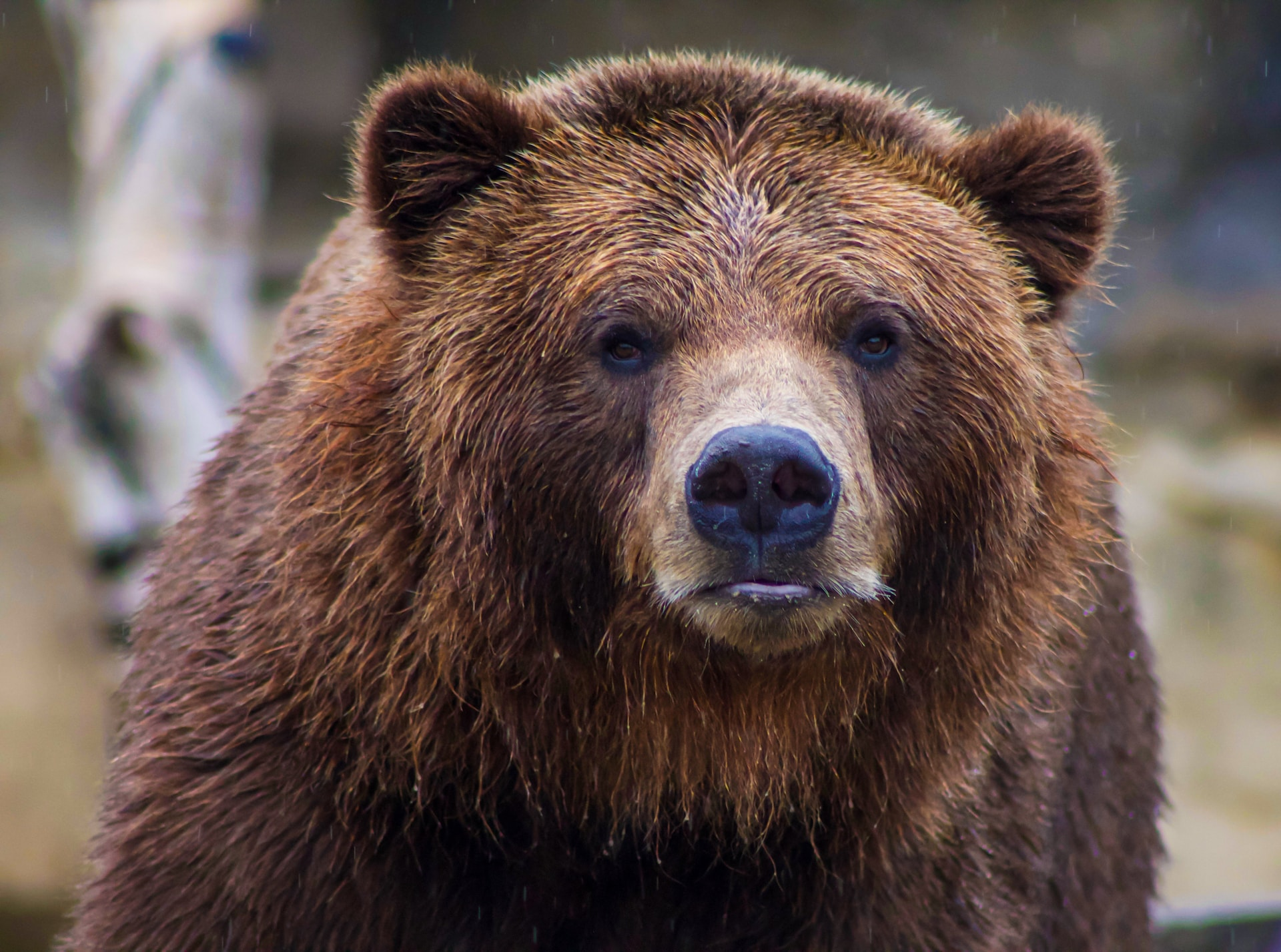 Many wildlife spotting between banff and Jasper National Park, protecting species