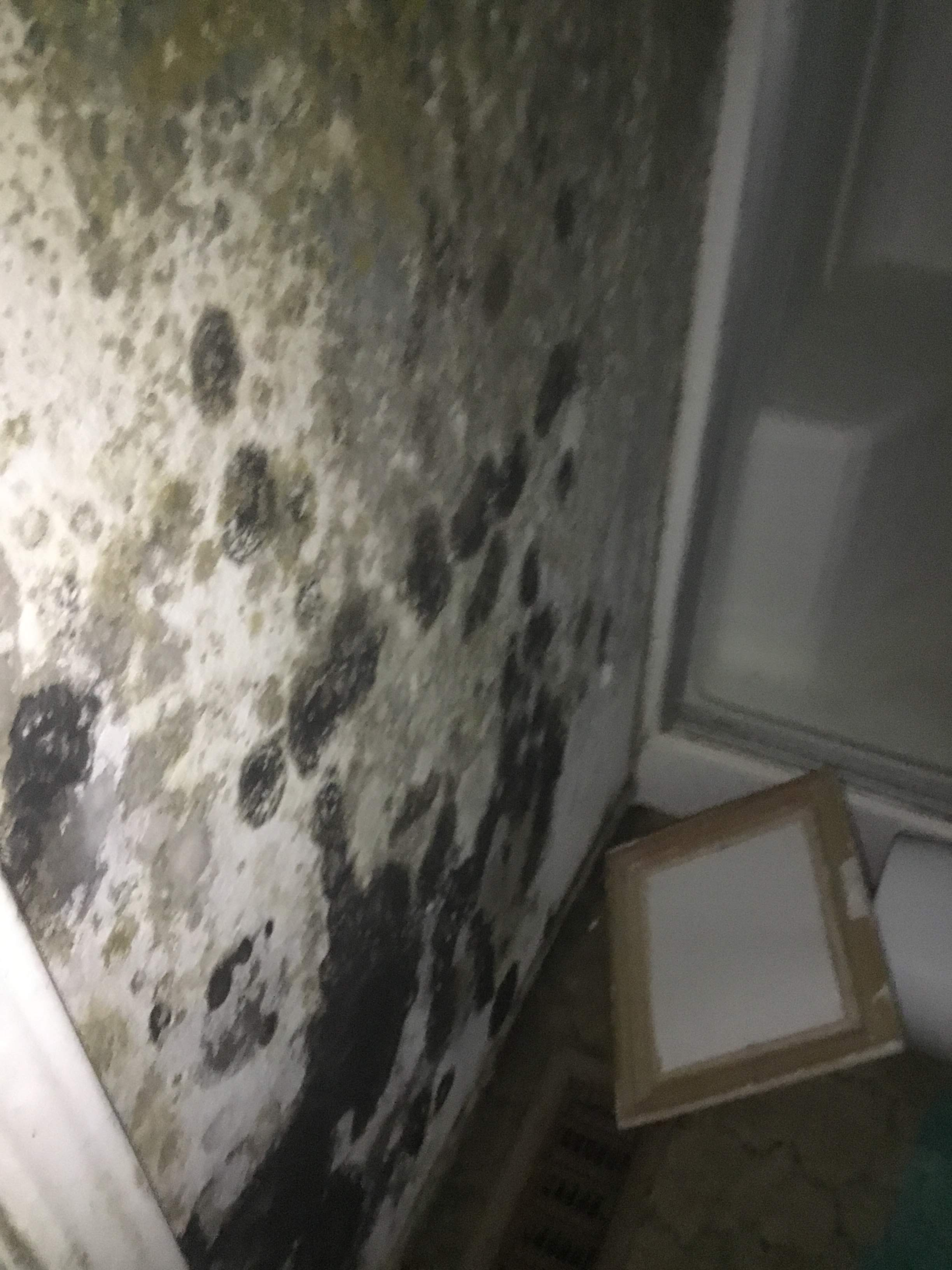 A picture of a person inspecting a house for mold