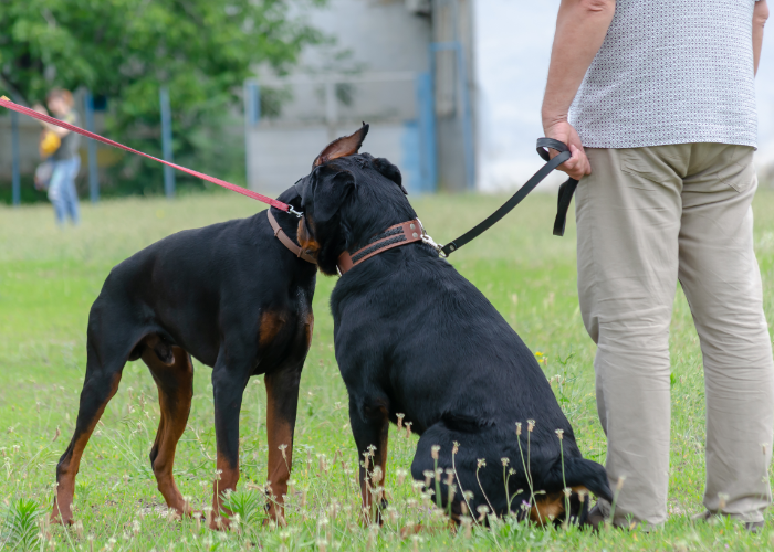 Two dogs licking each other's ears