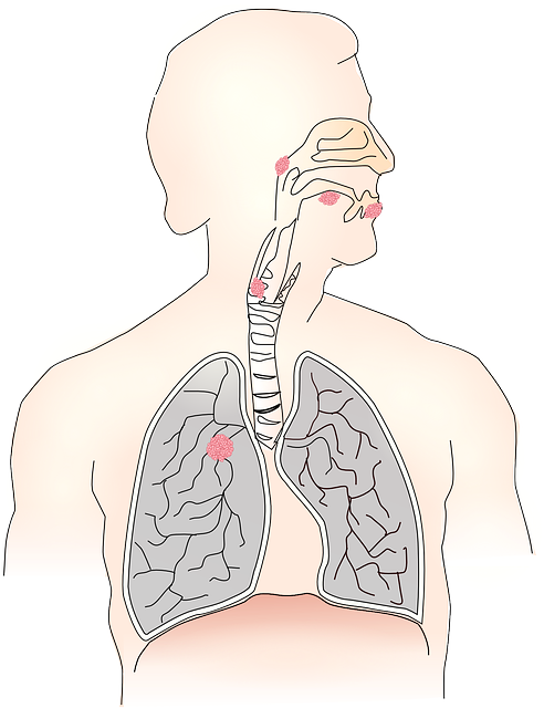 An image of a human form with mouth, throat, esophagus, and lungs visible.
