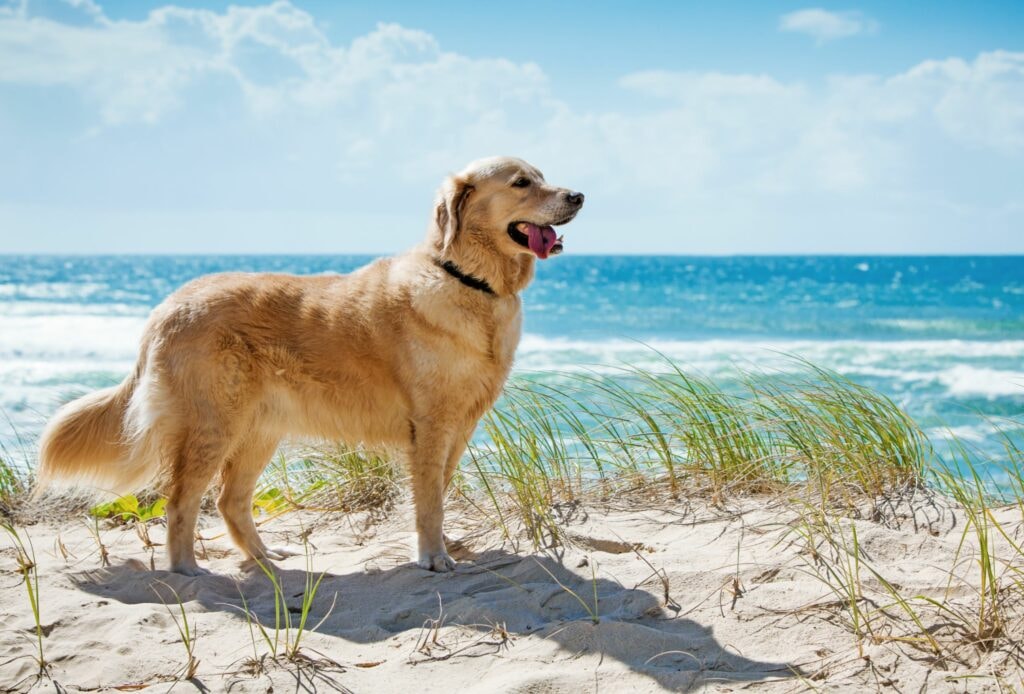 12 Ideas for a Dog Friendly Vacation
