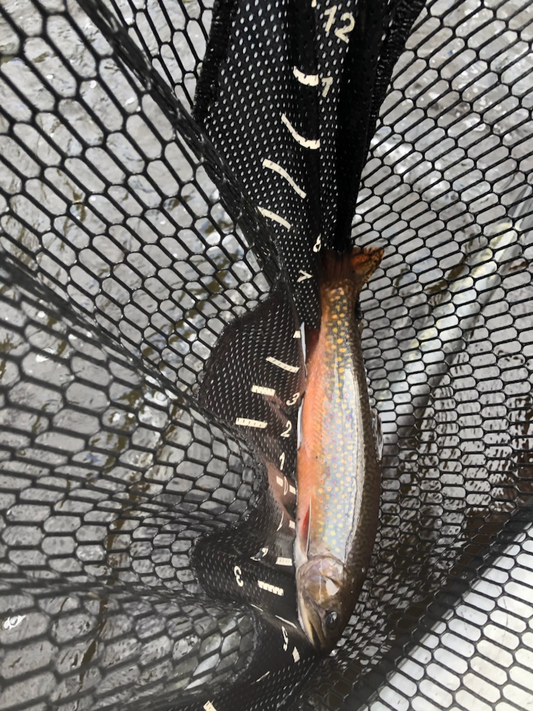 Fabled Landlocked Salmon Rivers of Maine The Presumpscot and Crooked