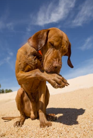 Dog lick paw while sitting at the beach